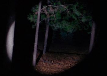 Abstract Mood: Night Woods