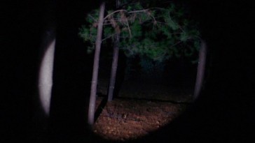 Abstract Mood: Night Woods