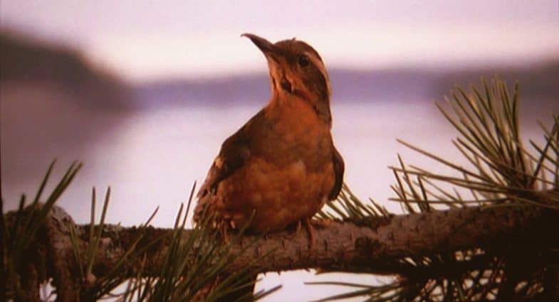 Twin Peaks opening montage bird