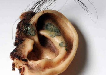 Blue Velvet ear