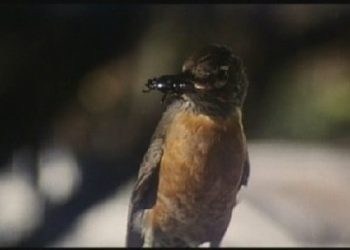 How We Got Our Robin, And 20 Other Blue Velvet Blu-ray Preview & Bonus Clips