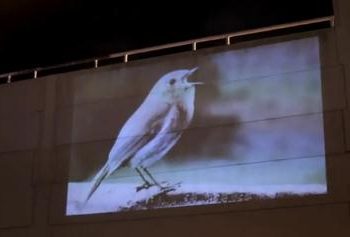 David Lynch's intro for Chrysta Bell