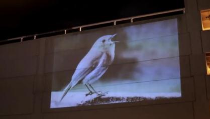 David Lynch's intro for Chrysta Bell