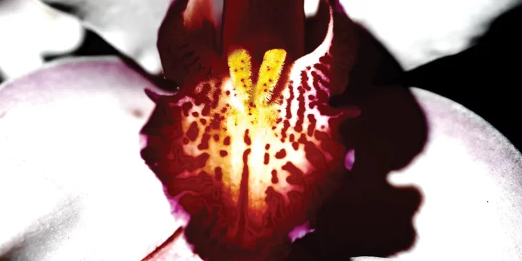 David Lynch & Chrystabell -Cellophane Memories