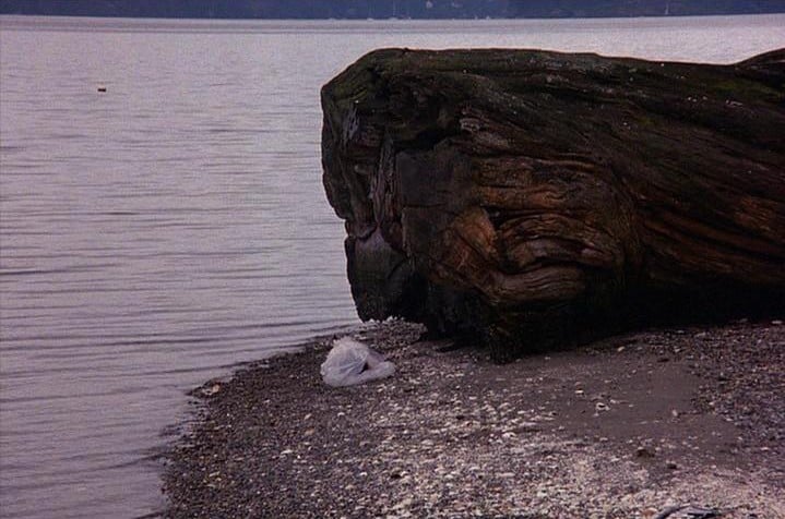 Laura Palmer's body wrapped in plastic by a tree trunk