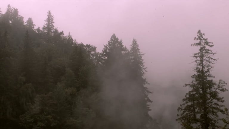 Lonely Soup Day - Line of Sight: Trees & Mist