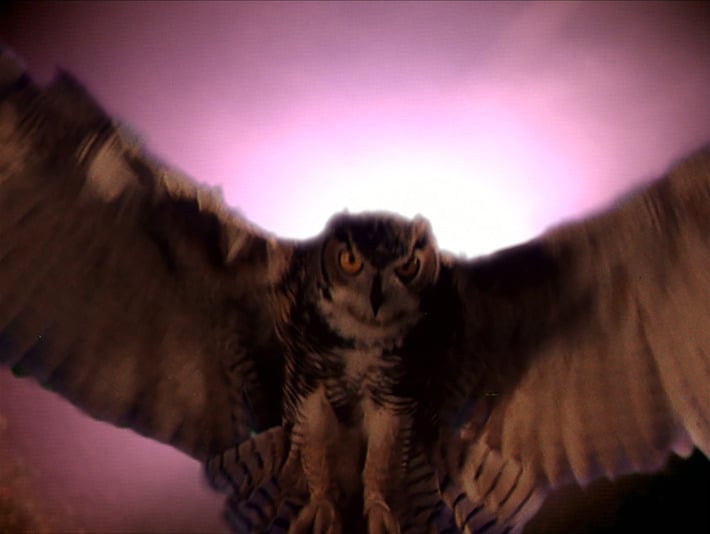 Digitally enhanced owl on Twin Peaks Blu-ray