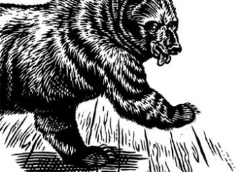 Pursued by Bear wine by Kyle MacLachlan