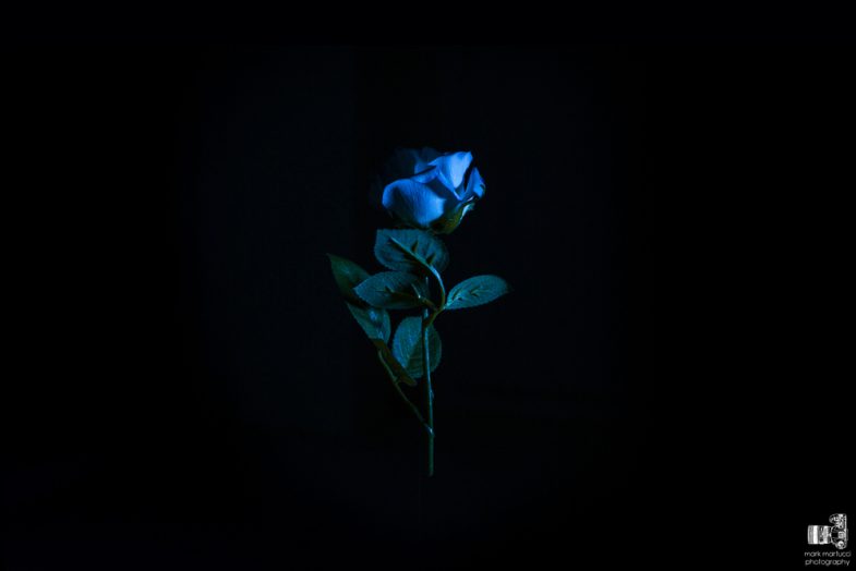 Saved Twin Peaks: Blue rose