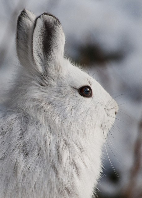 Snowshoe rabbit
