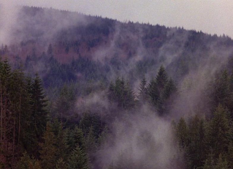 Twin Peaks trees and fog